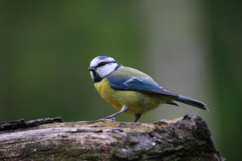 blue tit bird standing on a tree trunk