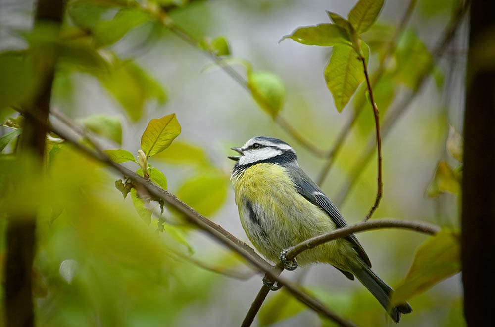 blue tit singing