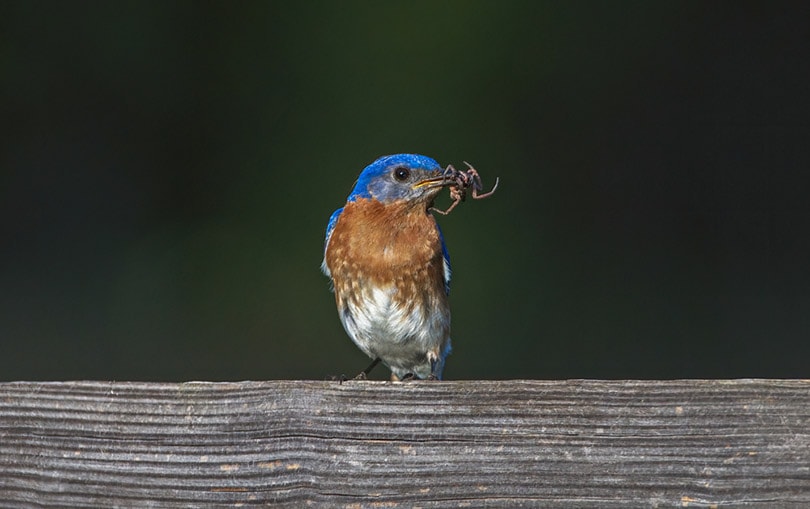 bluebird eating spider