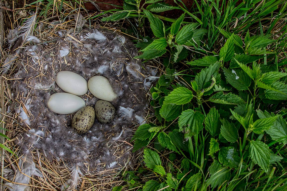 6 Birds That Lay Eggs in Other Birds’ Nests (Brood Parasites) Optics Mag