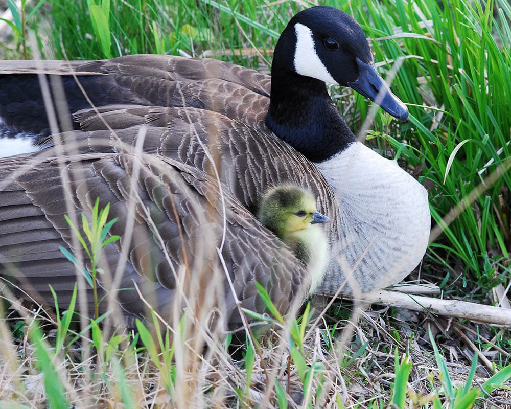 canada goose and duckling in the nest