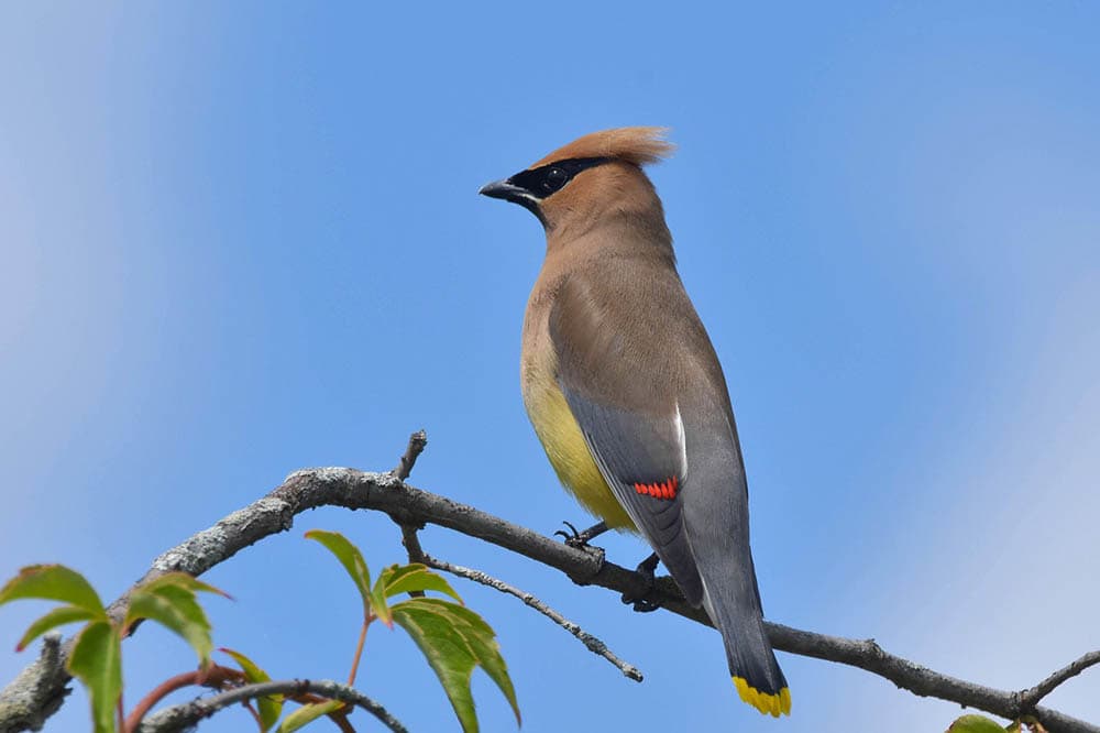 cedar waxwing perched