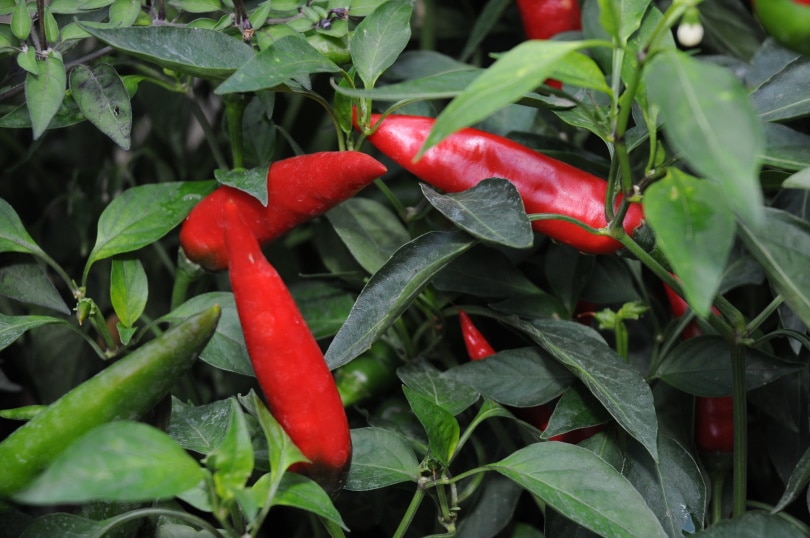 chilli pepper