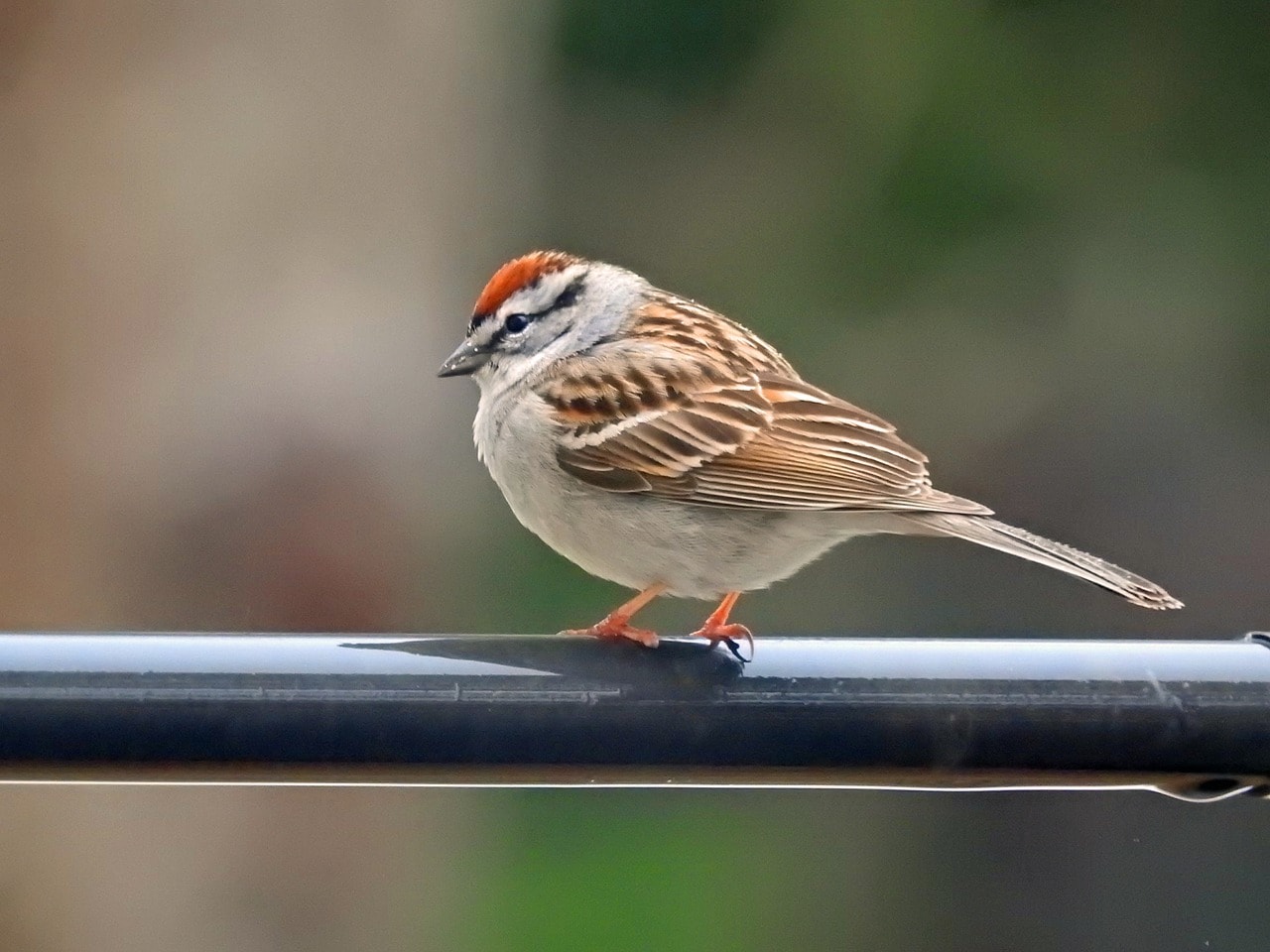 chipping sparrow bird perching on metal bar