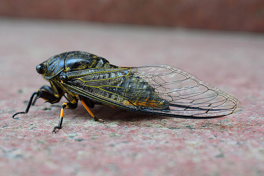 Do Birds Eat Cicadas? What You Need To Know! Optics Mag
