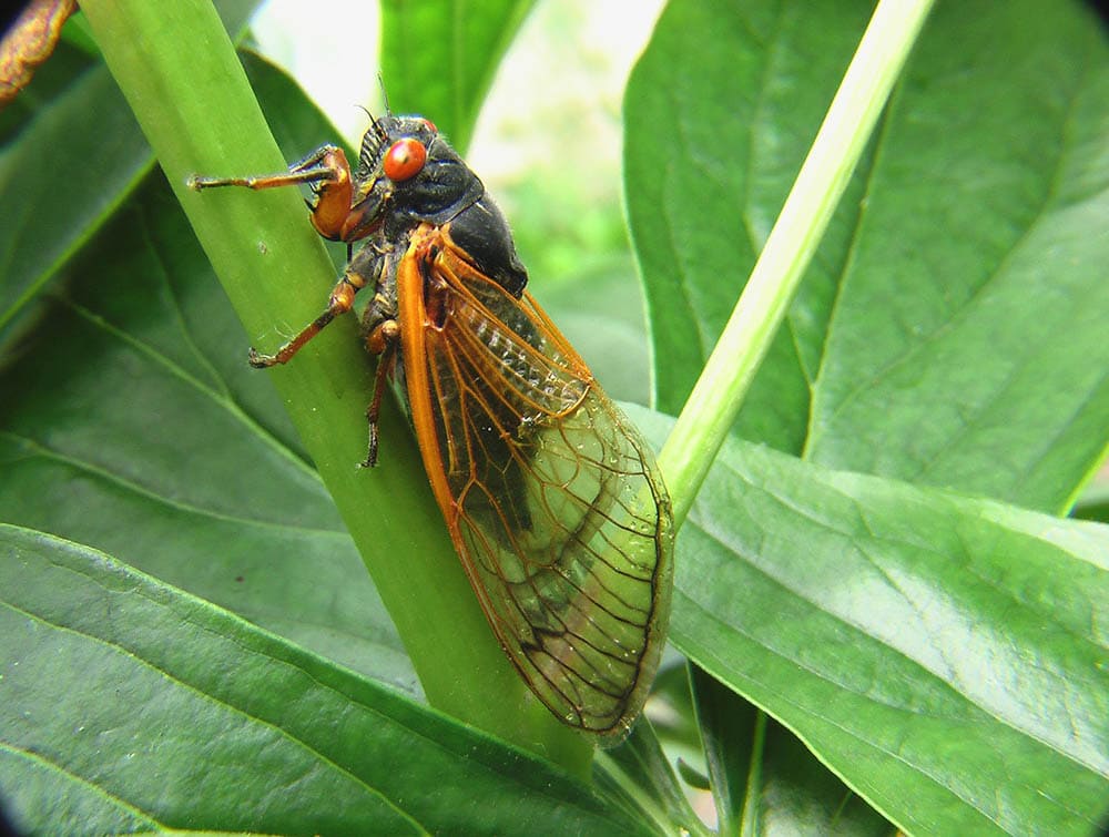 cicada on the leaf