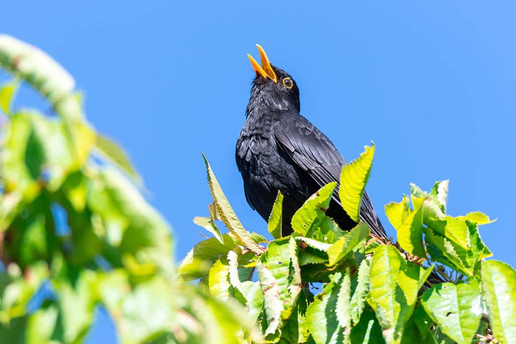 Common blackbird singing