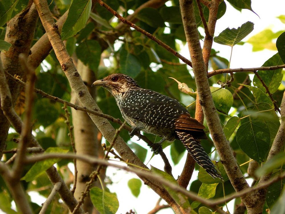 common cuckoo perched on a tree