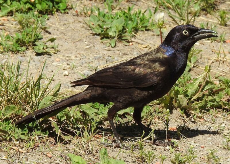common grackle bird on the ground