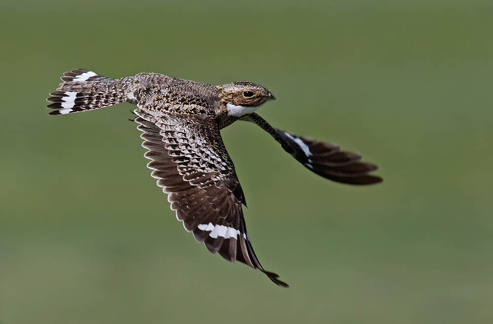 common nighthawk flying