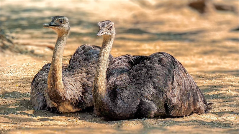 common ostrich birds lying on ground