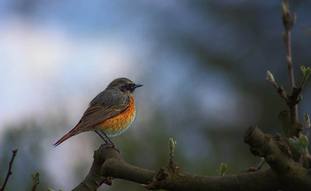 common redstart perched