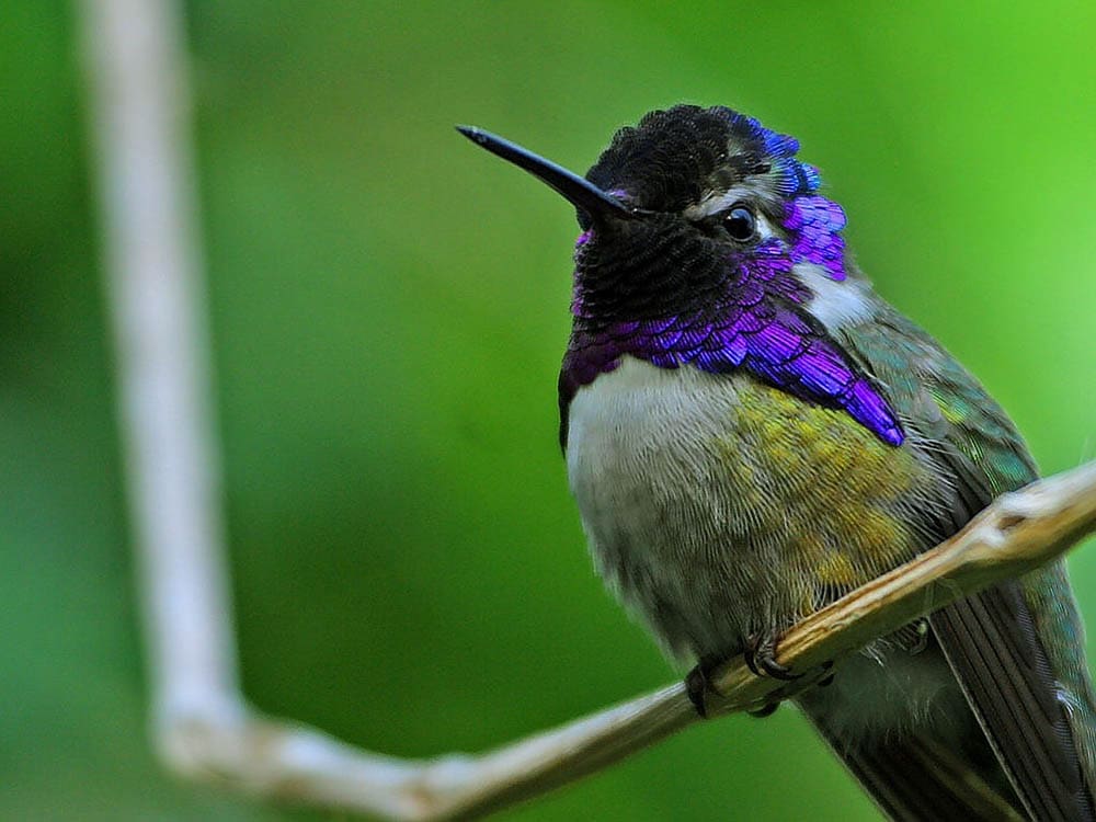 8 Types of Hummingbirds in Nebraska (With Pictures) Optics Mag