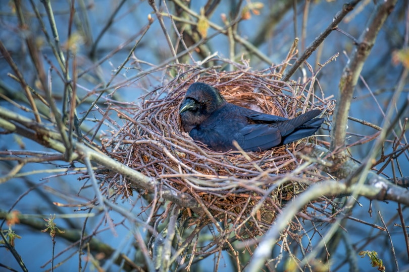 crow nesting