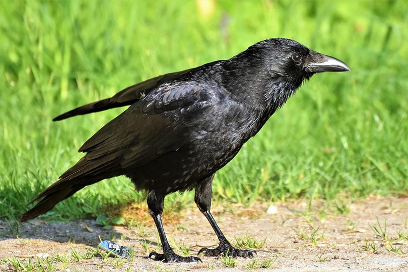 crows standing on ground