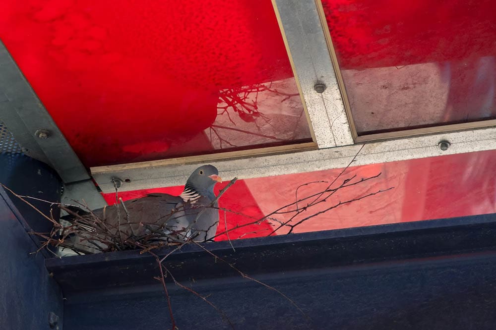 dove nesting in the ceiling