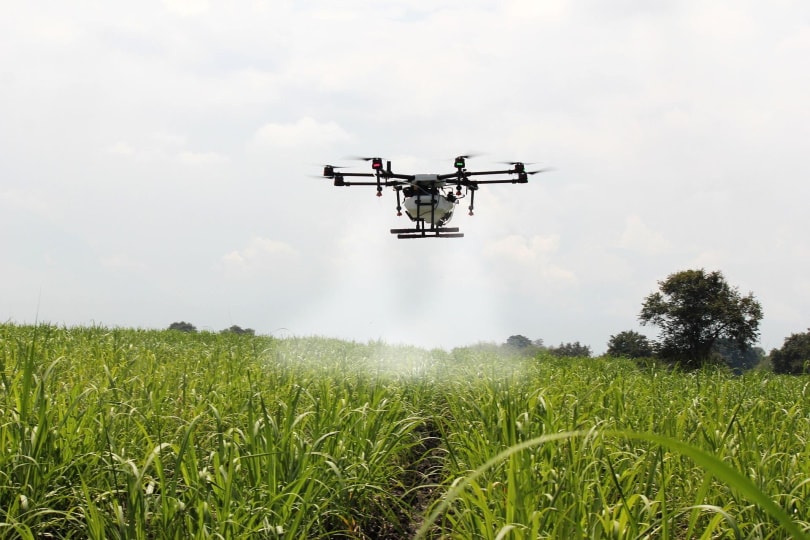 drone spraying sugar cane