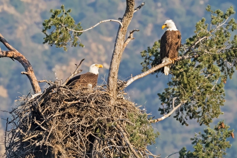 eagle in the nest
