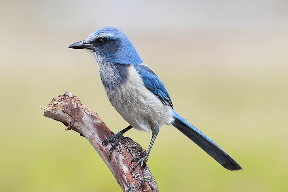 Endangered Florida Scrub-Jay