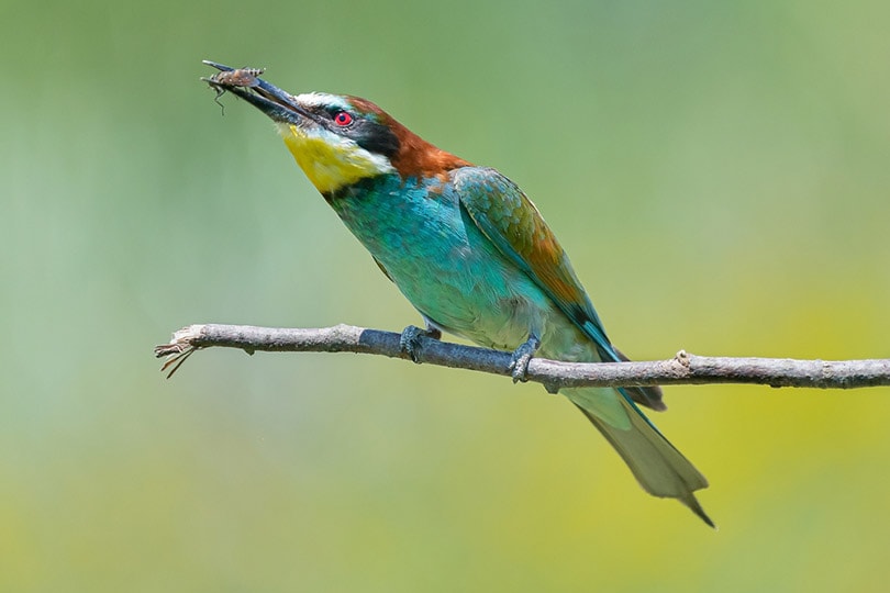 european bee-eater bird sitting on perch with wasp in bill