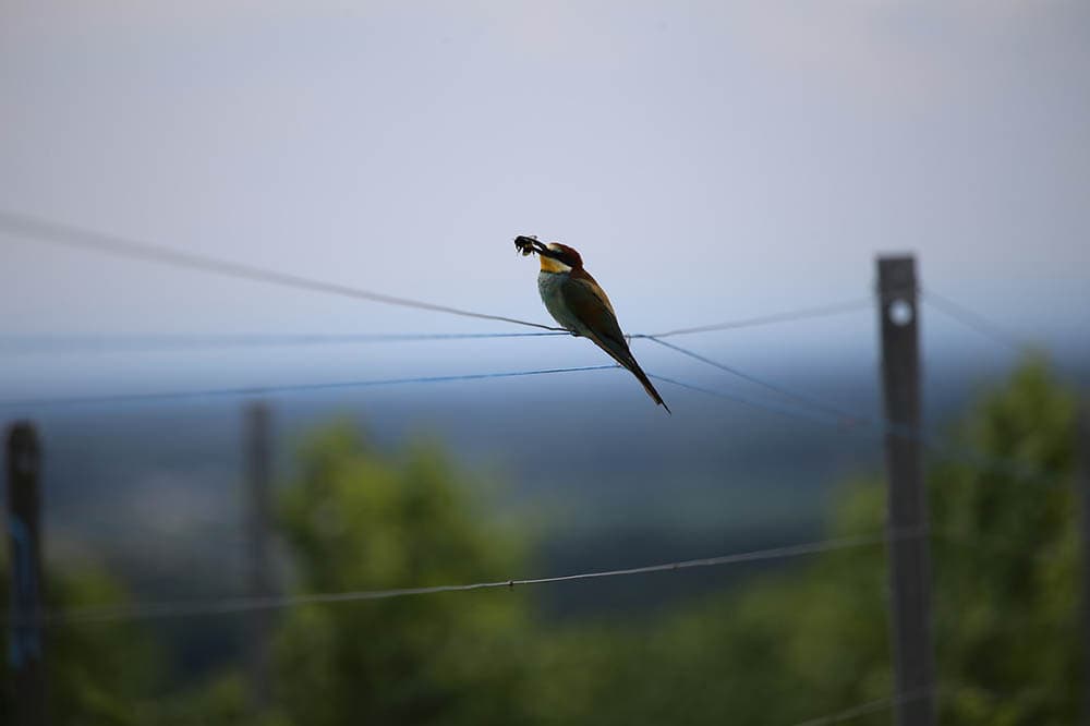 european bee eater perched on a wiring while eating bee