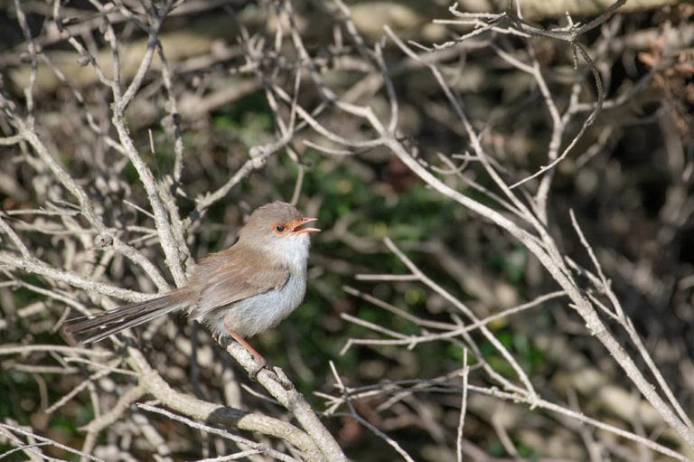 Why do birds sing in the morning 3 typical reasons optics mag