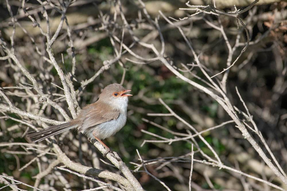 fairywren singing