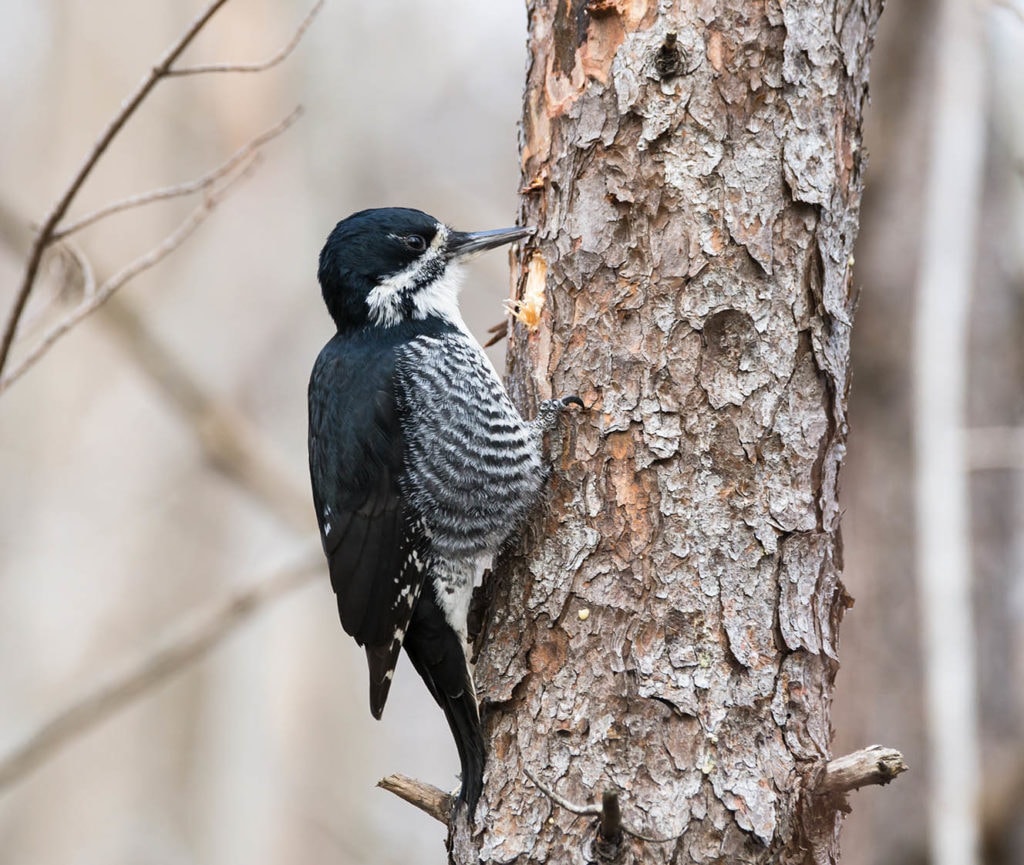 Female Black-backed Woodpecker