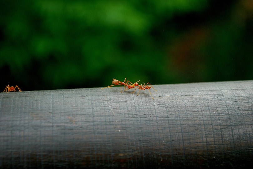 fire ants on a tree trunk
