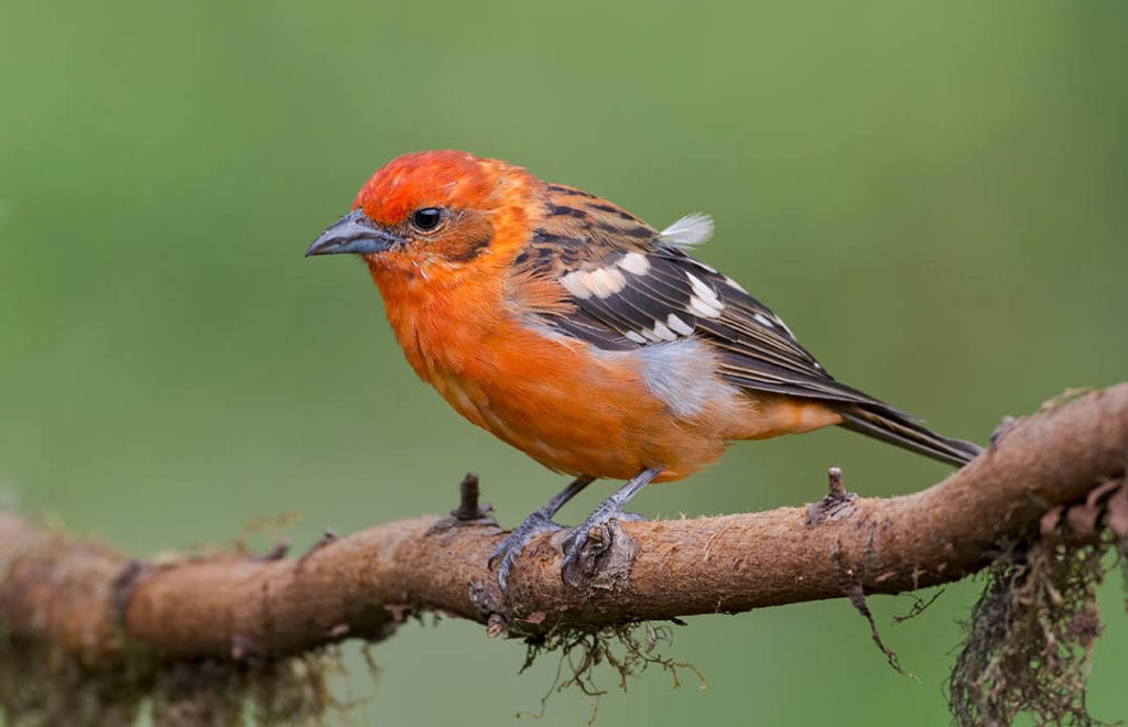 Flame-colored Tanager in Costa Rica