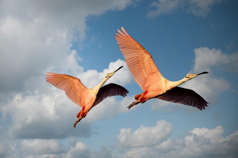 flamingo birds flying