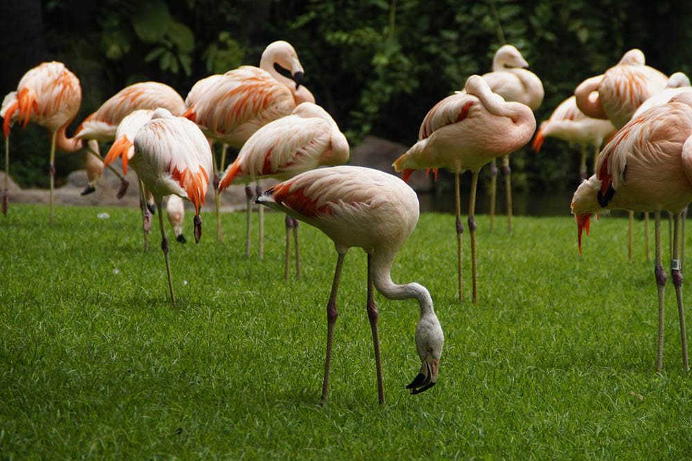 flamingos sleeping