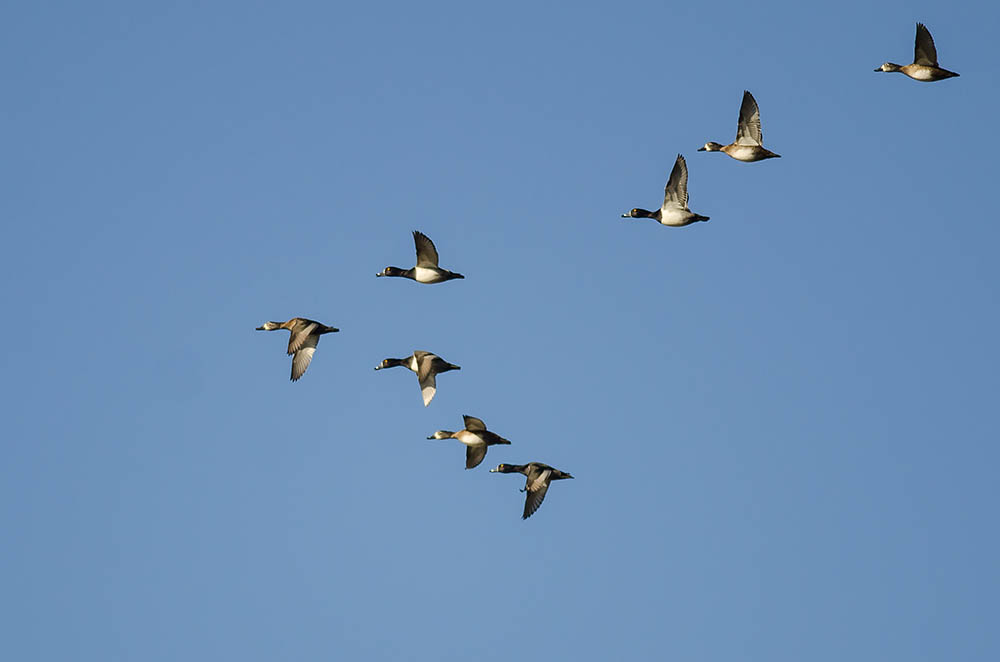 Flock of Ring-Necked Ducks Flying in V formation