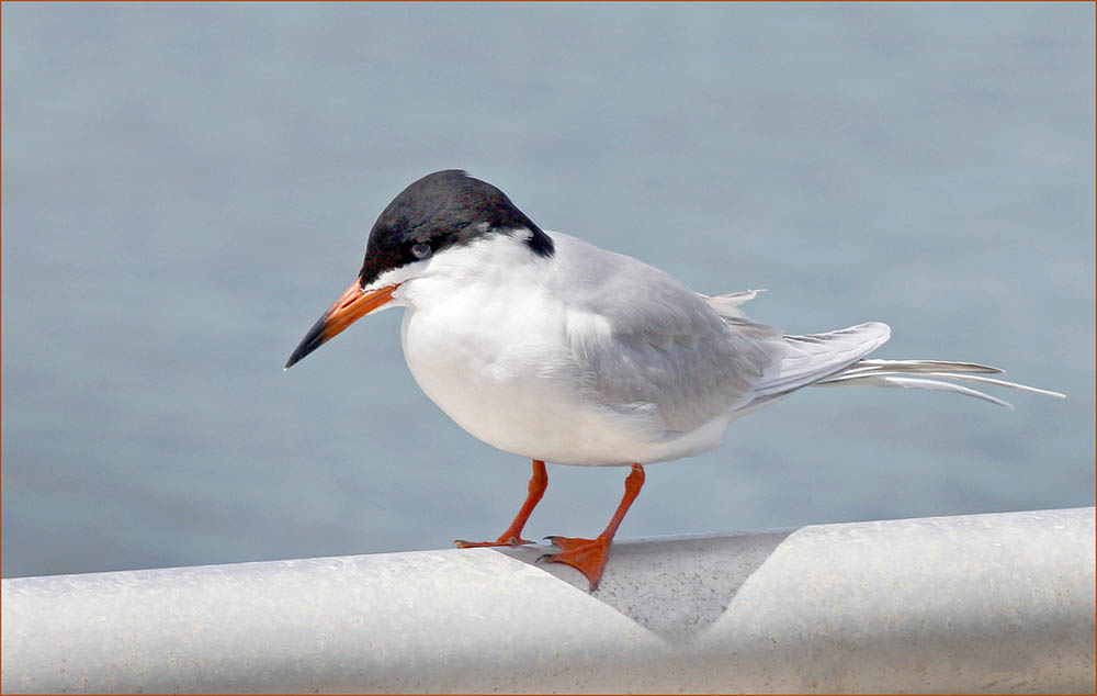 Forster's Tern Perched on a railing