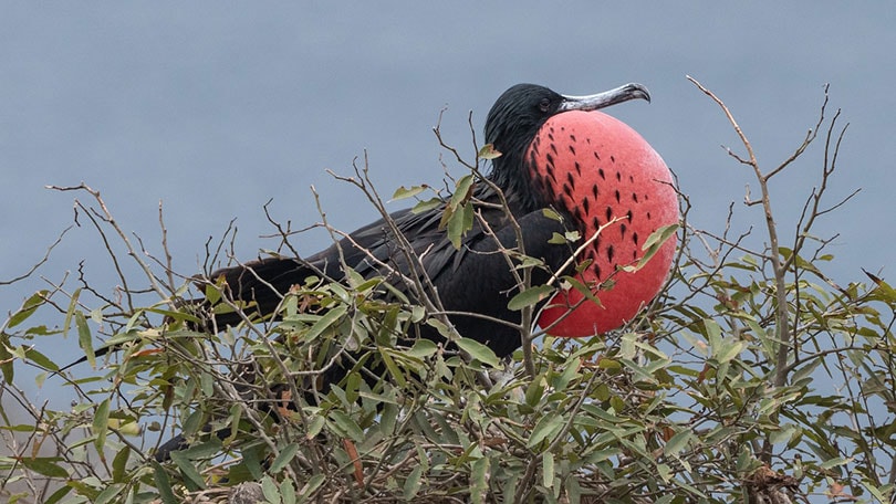 frigate bird on a tree