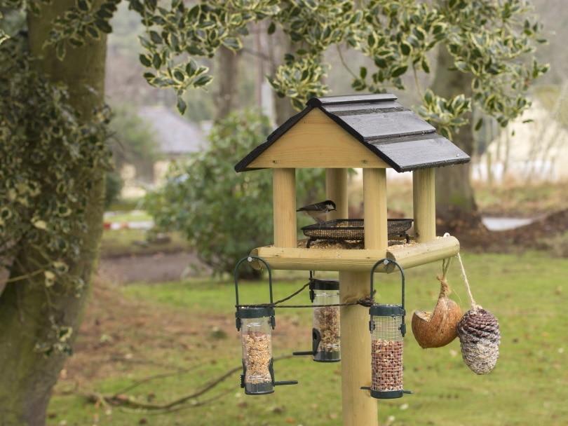 garden bird feeder