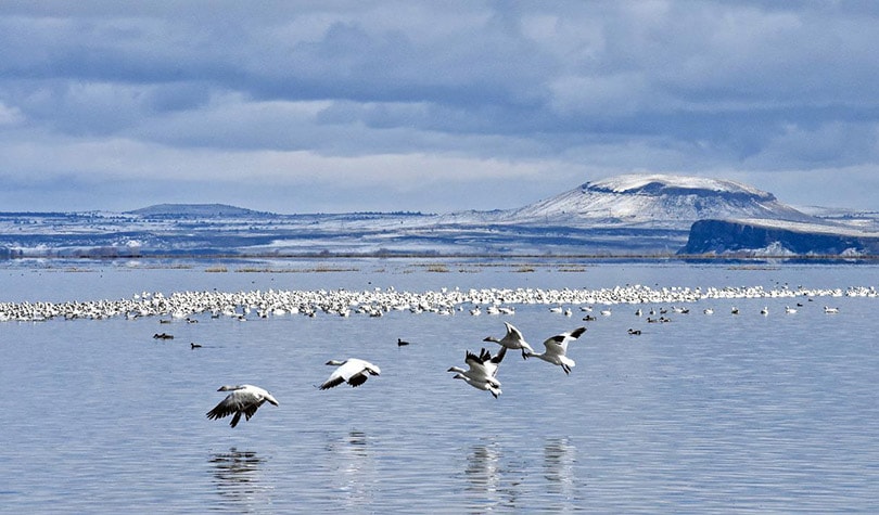 geese migrating