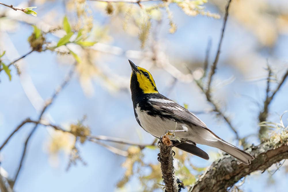 Golden-Cheeked Warbler perched on a tree