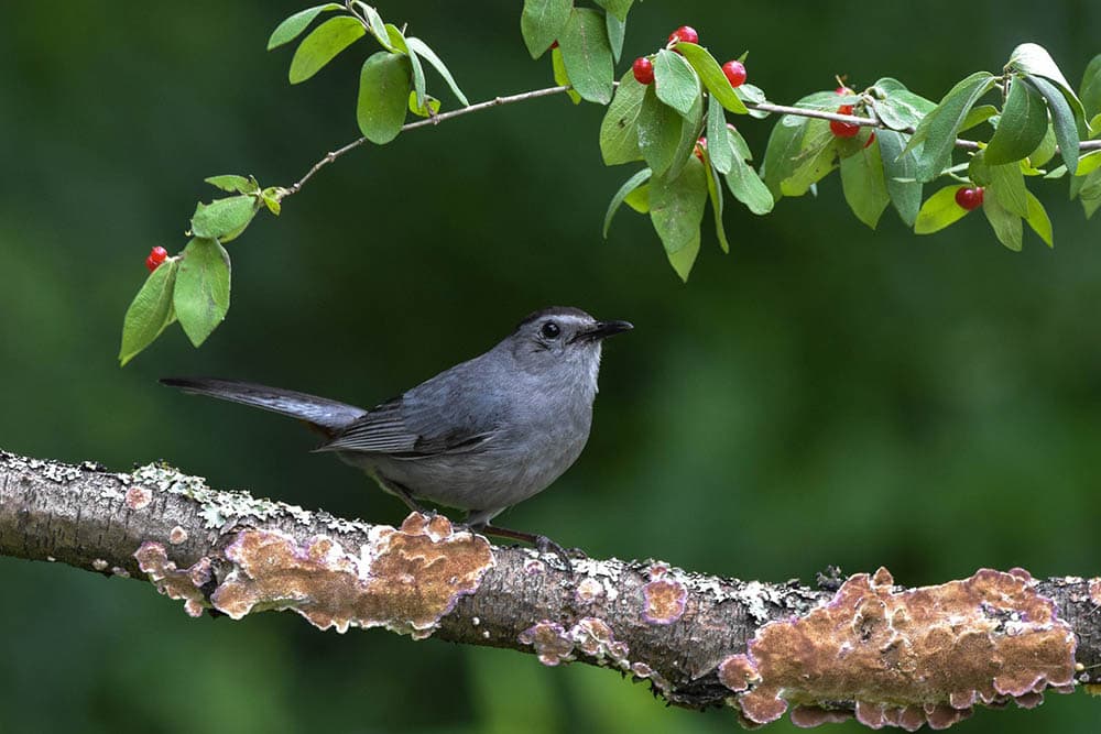 gray catbird perched on a branch