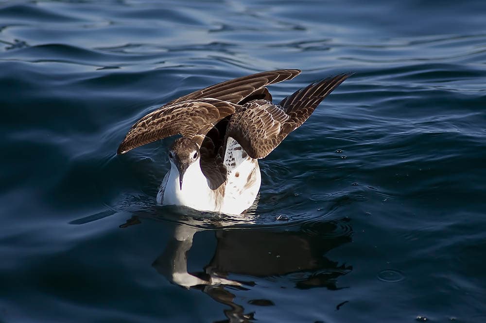great shearwater on the water