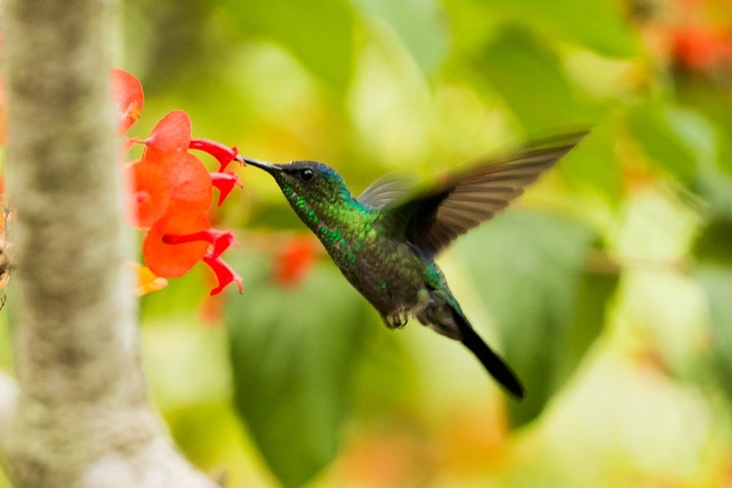 green and black hummingbird pollinating a flower
