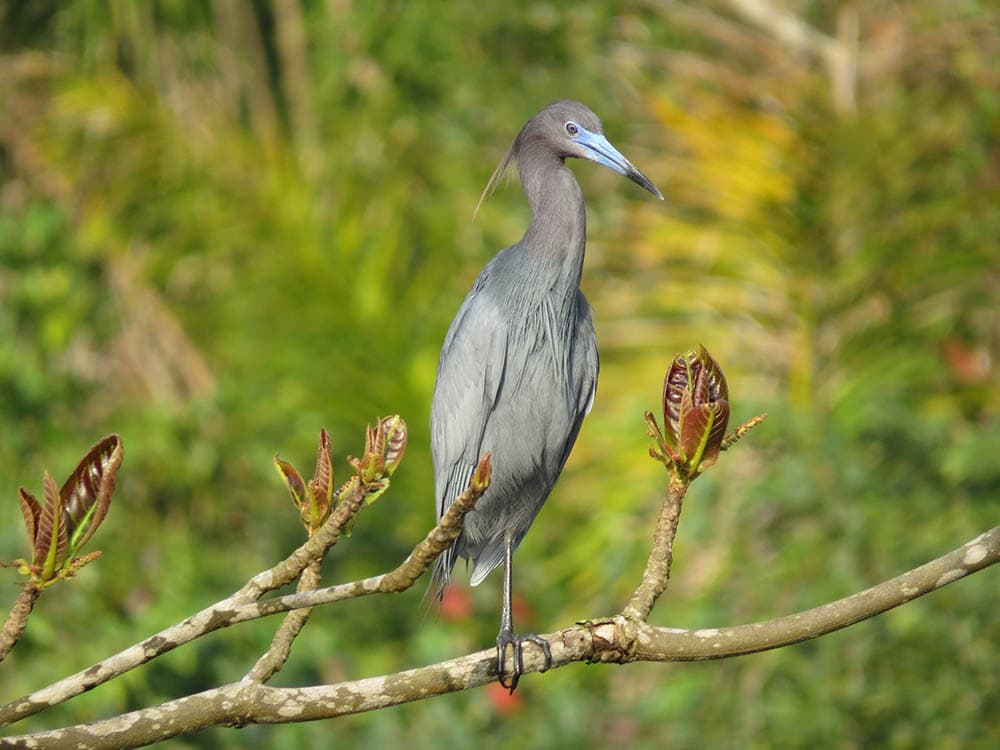 grey bird standing in one leg on a branch