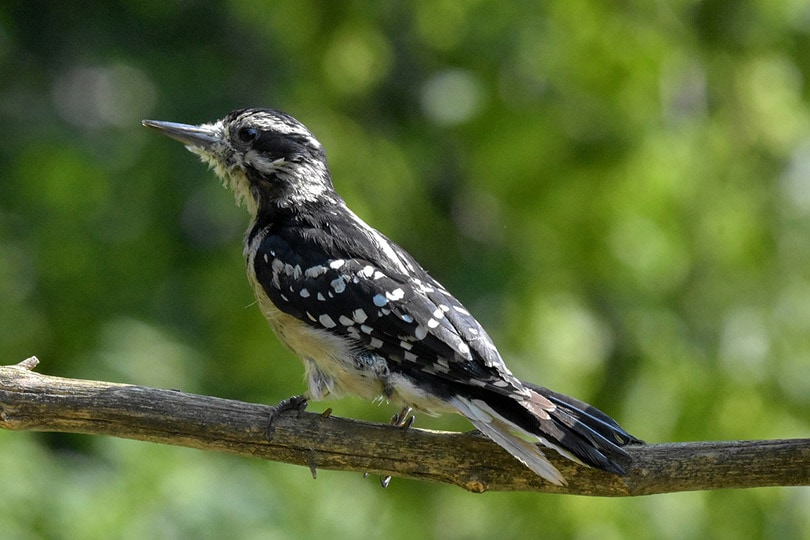 hairy woodpecker bird perching on a tree branch