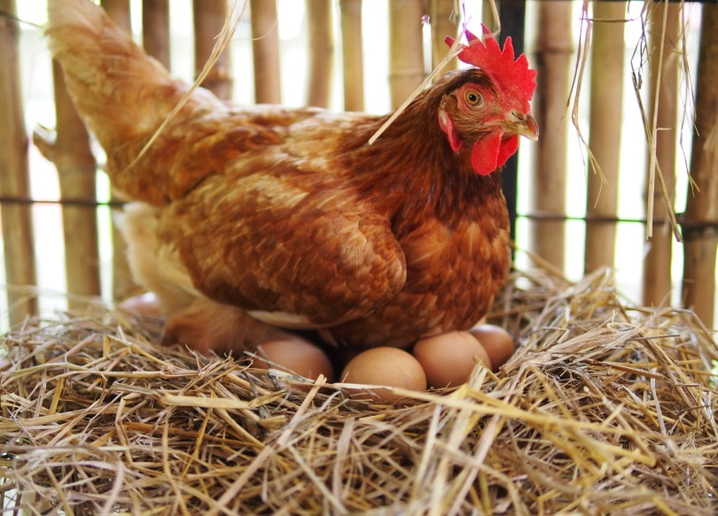hen hatching eggs