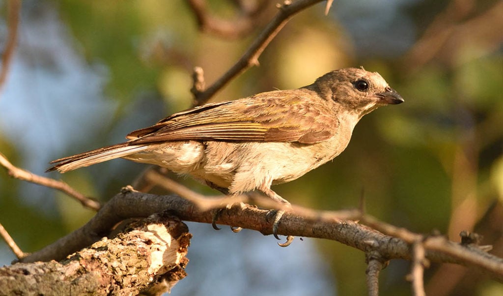 Honeyguide perched
