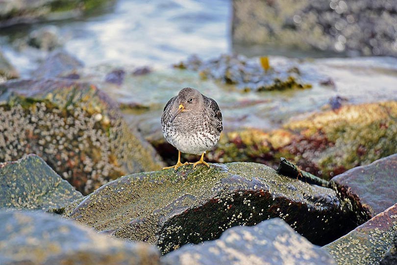 kiwi bird on a rock