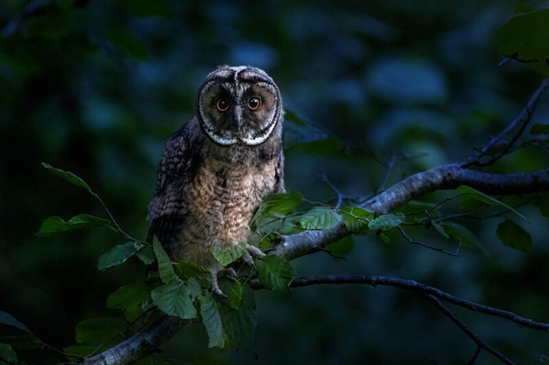 long-eared owl perched