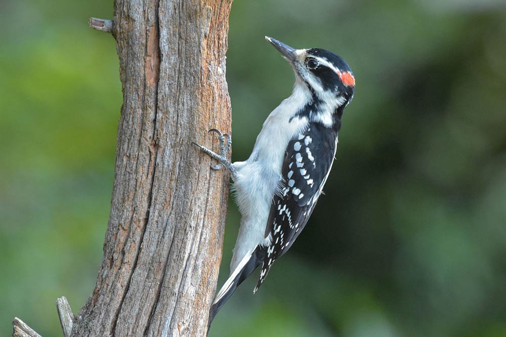 male Hairy Woodpecker