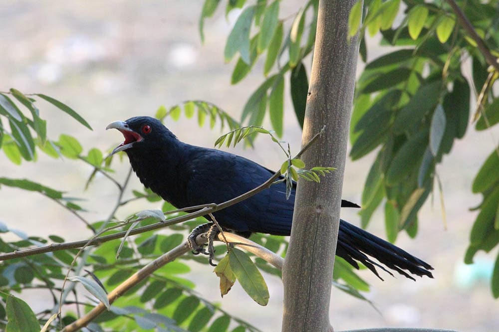 male asian koel