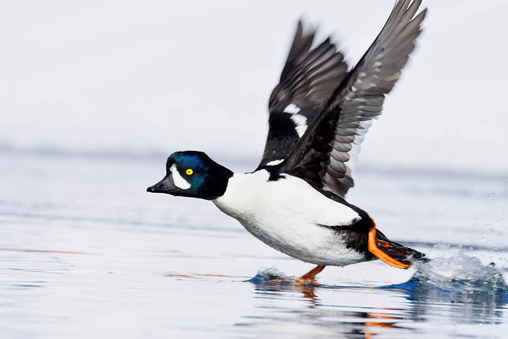male Barrow's Goldeneye